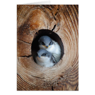 Baby vogels