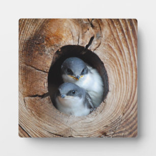 Baby Vogels Fotoplaat