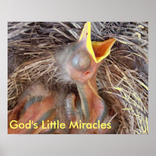 baby vogels - Gods Kleine Wonders Poster