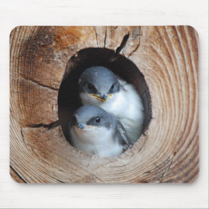 Baby vogels muismat