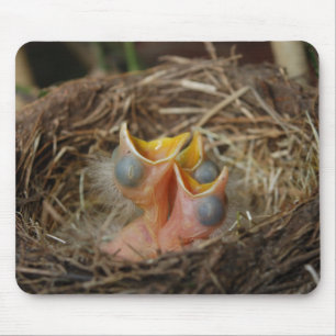 Baby vogels muismat