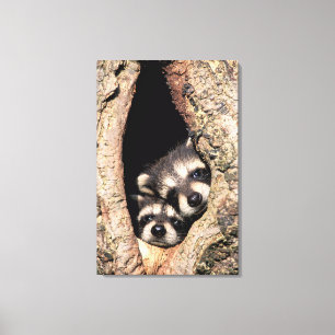 Baby wasberen die uit een boom kijken canvas afdruk