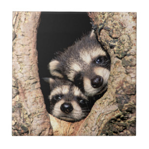 Baby wasberen die uit een boom kijken tegeltje
