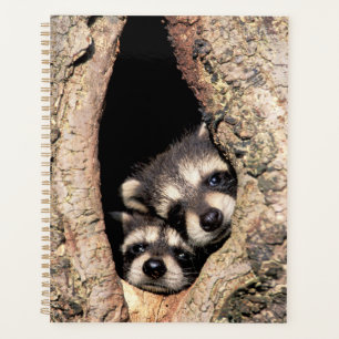 Baby wasberen gluren uit boom planner