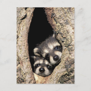 Baby wasberen in boomholte Procyon Briefkaart