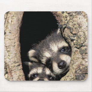 Baby wasberen in boomholte Procyon Muismat