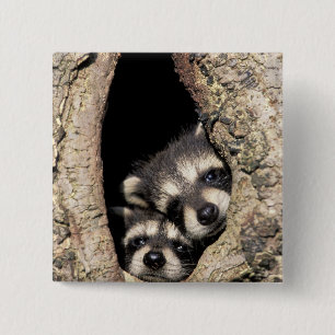 Baby wasberen in boomholte Procyon Vierkante Button 5,1 Cm