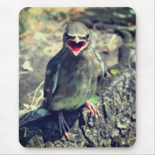Baby Waxing Fledgling Bird Natuur Muismat