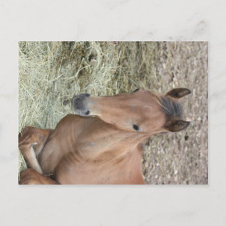 Baby Welsh Pony Briefkaart