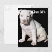Baby White Pitbull Puppy Briefkaart (Voorkant / Achterkant)