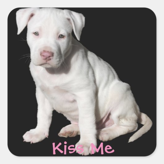 Baby White Pitbull Puppy Vierkante Sticker (Voorkant)
