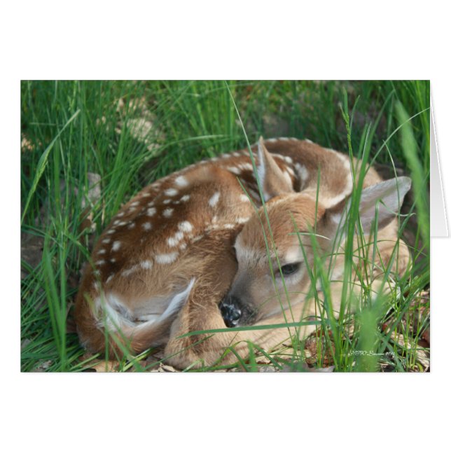 Baby White Tail (Voorkant Horizontaal)