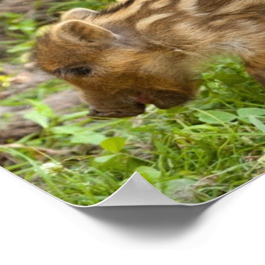 Baby Wild Boar Poster (Hoek)
