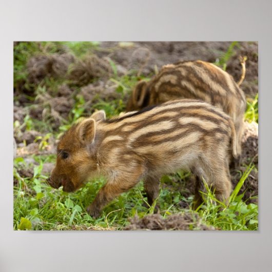 Baby Wild Boar Poster (Voorkant)