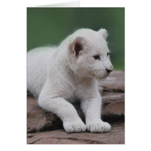 Baby witte leeuw cub 2