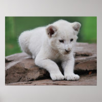 Baby witte leeuwenkoppen