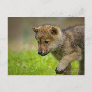 Baby Wolf Briefkaart