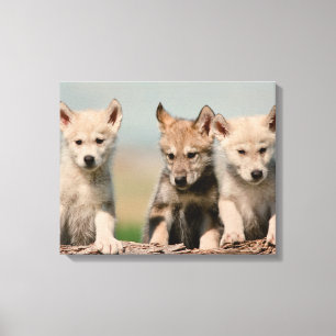 Baby Wolven Canvas Afdruk