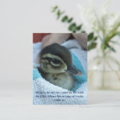 Baby Wood Duck Briefkaart (Staand voorkant)