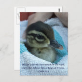 Baby Wood Duck Briefkaart (Voorkant / Achterkant)