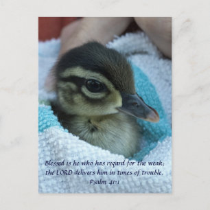 Baby Wood Duck Briefkaart