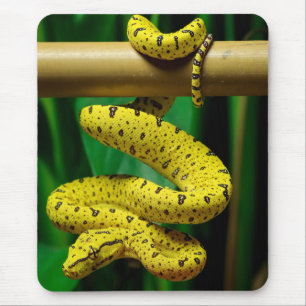 Baby Yellow Phase Green Tree Python Snake Muismat