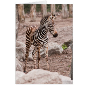 Baby zebra