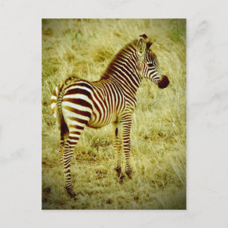 Baby Zebra Briefkaart