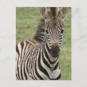 Baby Zebra Briefkaart