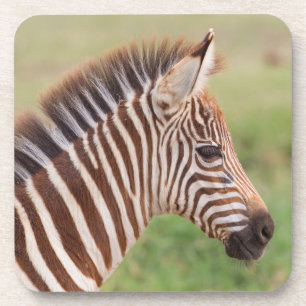 Baby zebra hoofd, Tanzania Bier Onderzetter