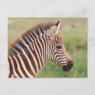 Baby zebra hoofd, Tanzania Briefkaart
