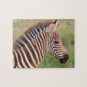 Baby zebra hoofd, Tanzania Legpuzzel