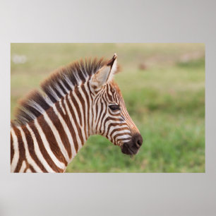 Baby zebra hoofd, Tanzania Poster
