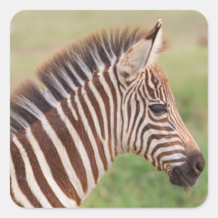 Baby zebra hoofd, Tanzania Vierkante Sticker