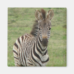 Baby Zebra Square Magnet Magneet