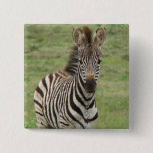 Baby Zebra Square Pin Vierkante Button 5,1 Cm