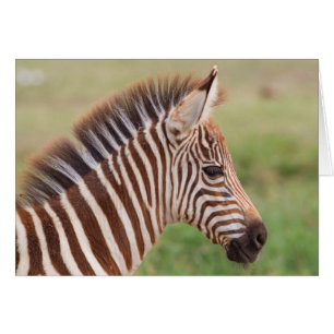 Baby zebra, Tanzania