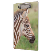 Baby zebra, Tanzania Klembord (Links)