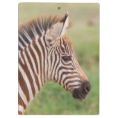 Baby zebra, Tanzania Klembord (Achterkant)