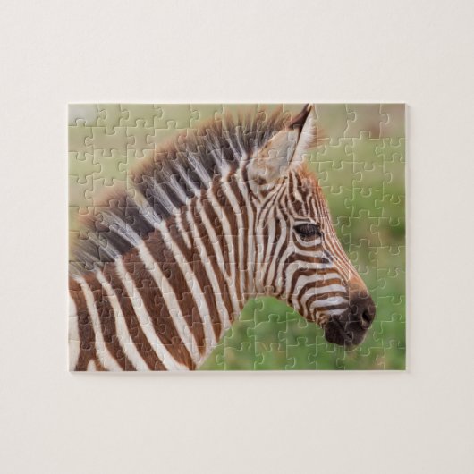 Baby zebra, Tanzania Legpuzzel (Horizontaal)