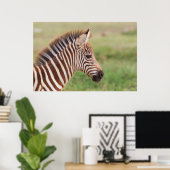Baby zebra, Tanzania Poster (Thuiskantoor)
