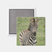 Baby Zebra vierkante magneet (Voorkant / Achterkant)
