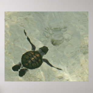 Baby Zee schildpad naar Zee Poster