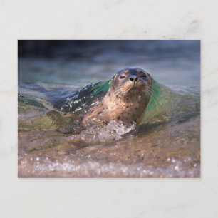 Baby zeehond briefkaart