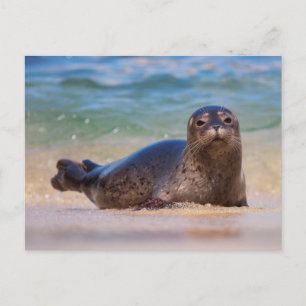 Baby zeehond in het water briefkaart