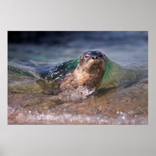 Baby zeehond poster
