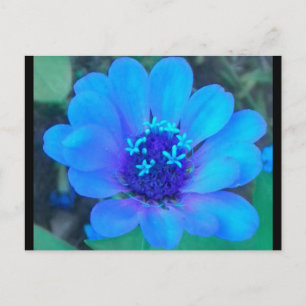 Baby Zinnia in blauw briefkaart