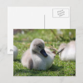 Baby-zwaan Briefkaart (Voorkant / Achterkant)