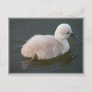 Baby zwaan uit voor een draaiend Briefkaart