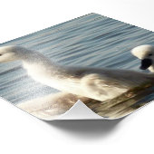 baby zwanen foto afdruk (Hoek)